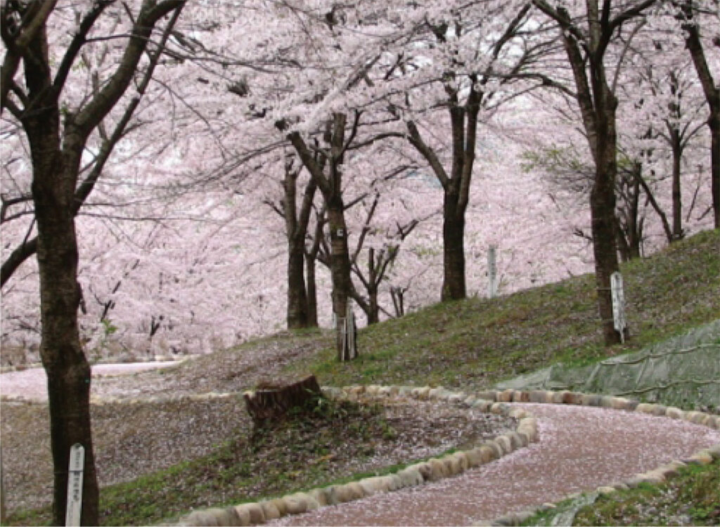 村松公園（桜）