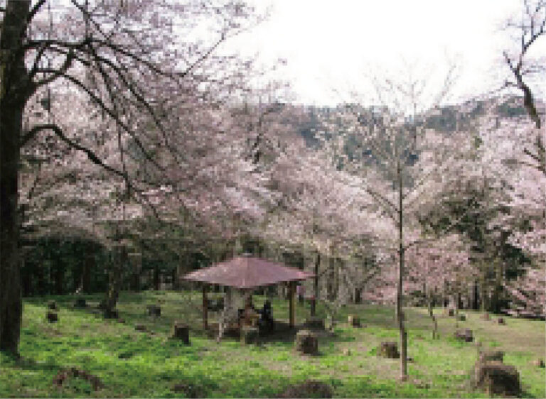 小山田彼岸桜樹林