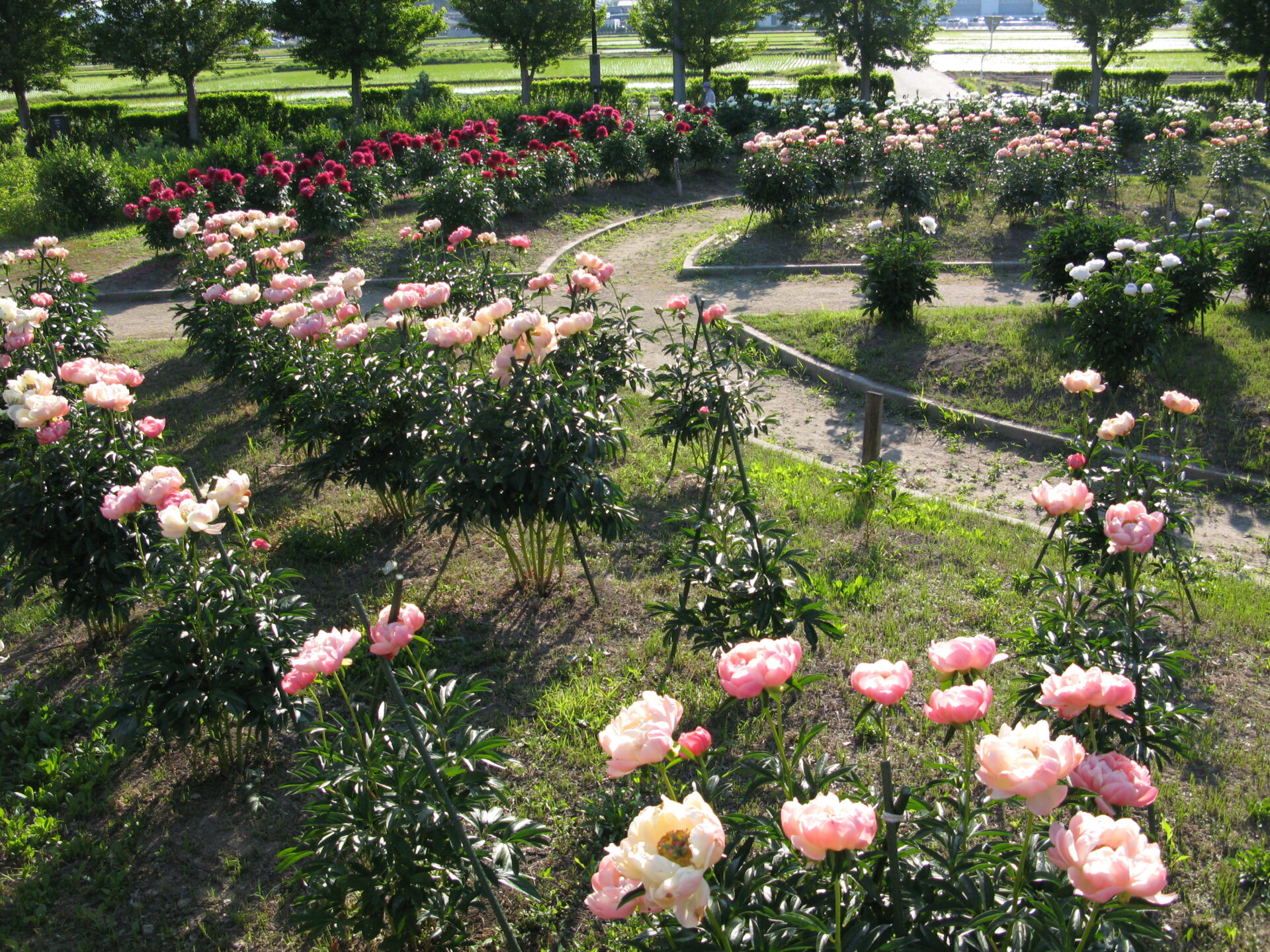東公園2