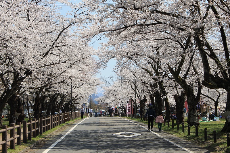 2024村松公園桜まつり開催のお知らせ270