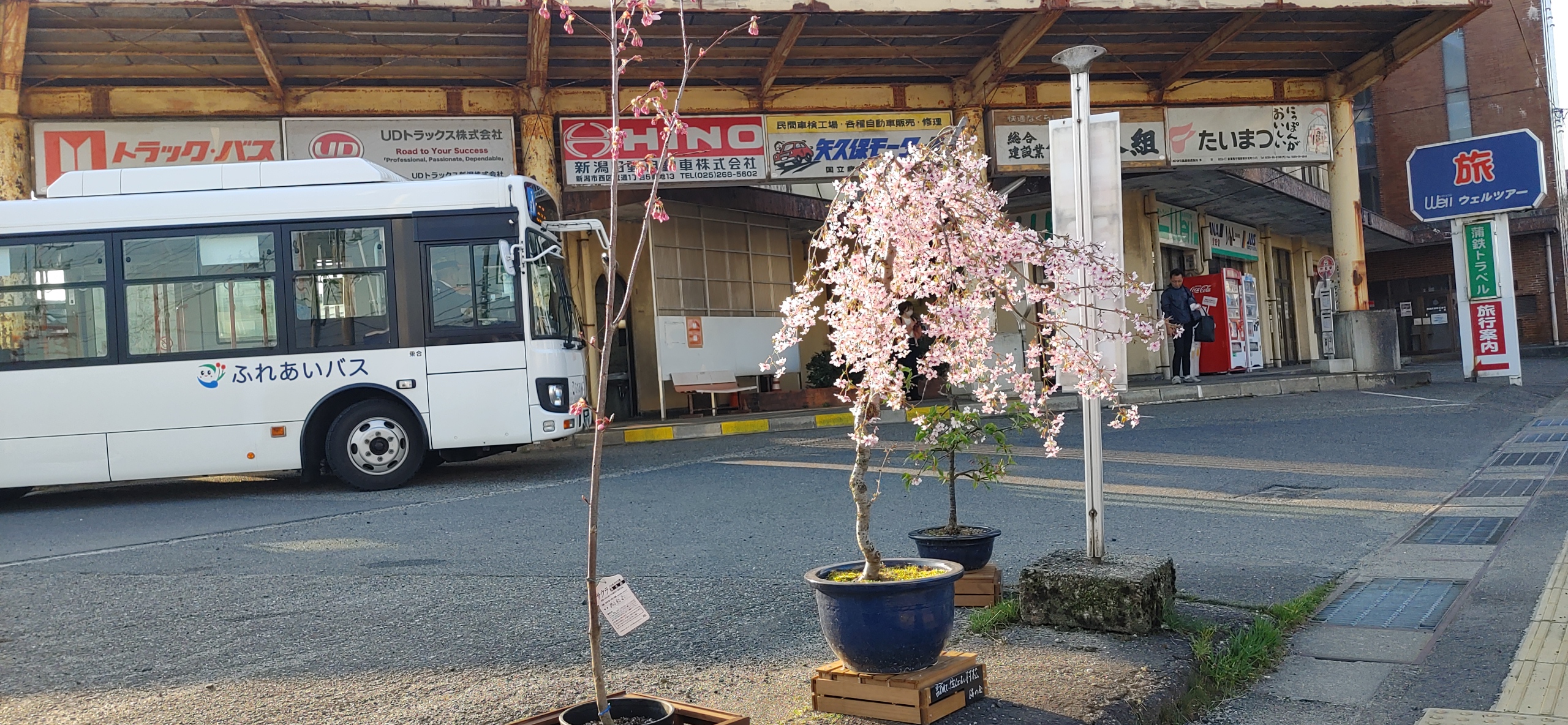 桜を愛する会
