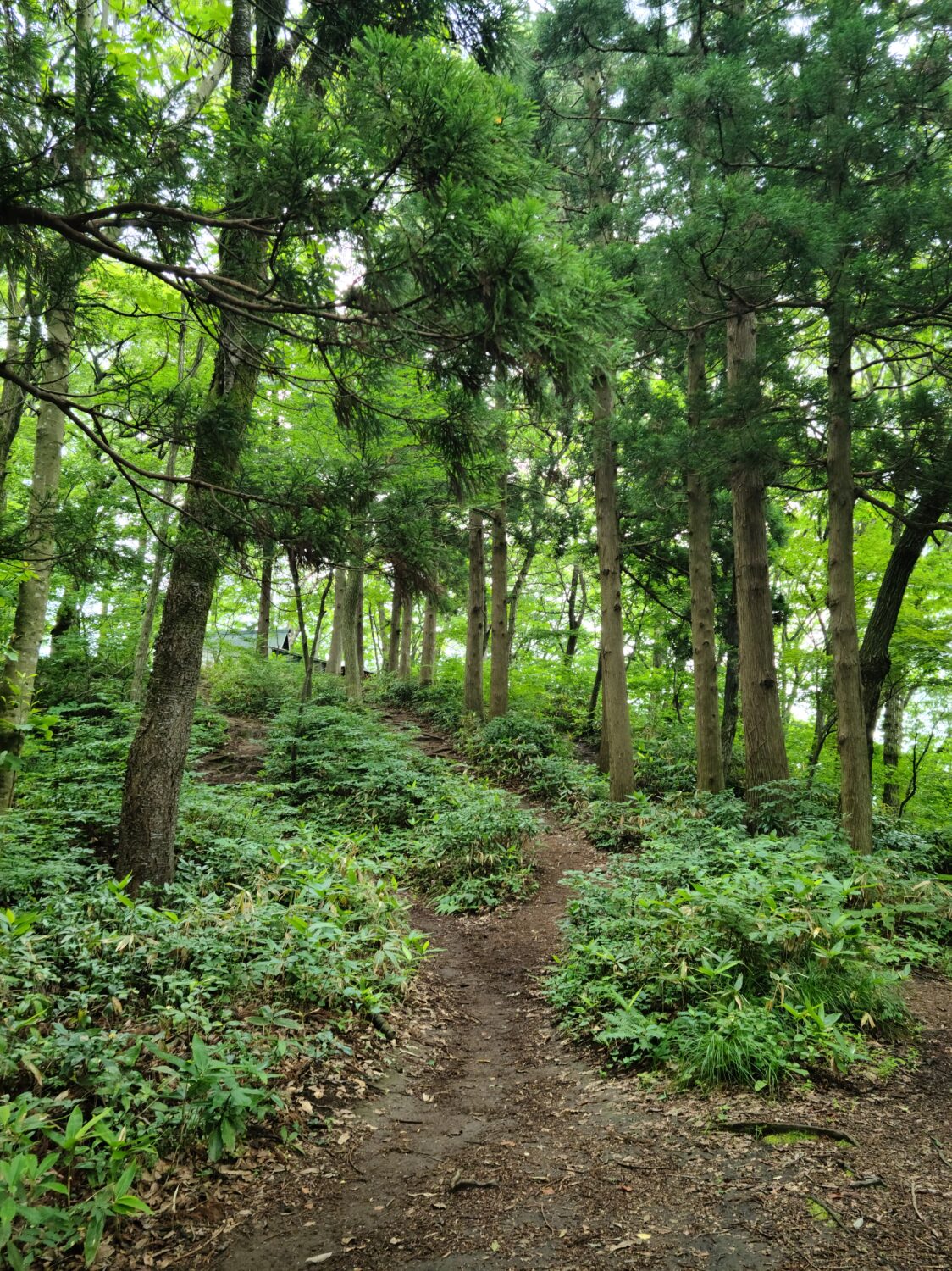 菩提寺山で低山ハイク♪