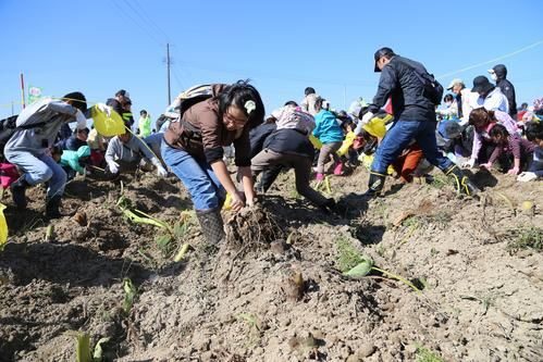 第37回「五泉市さといもまつり」開催のお知らせ