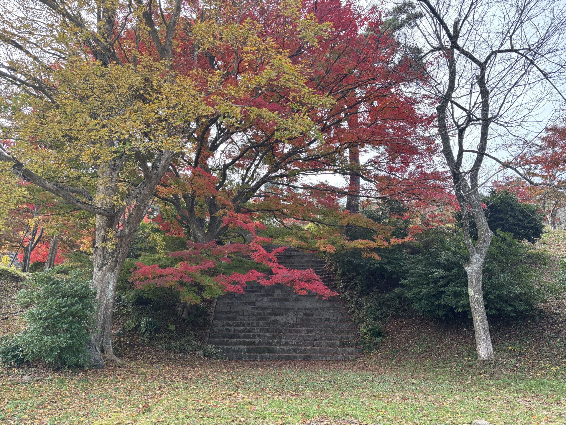 2024五泉市紅葉を楽しむならラストチャンスです!!