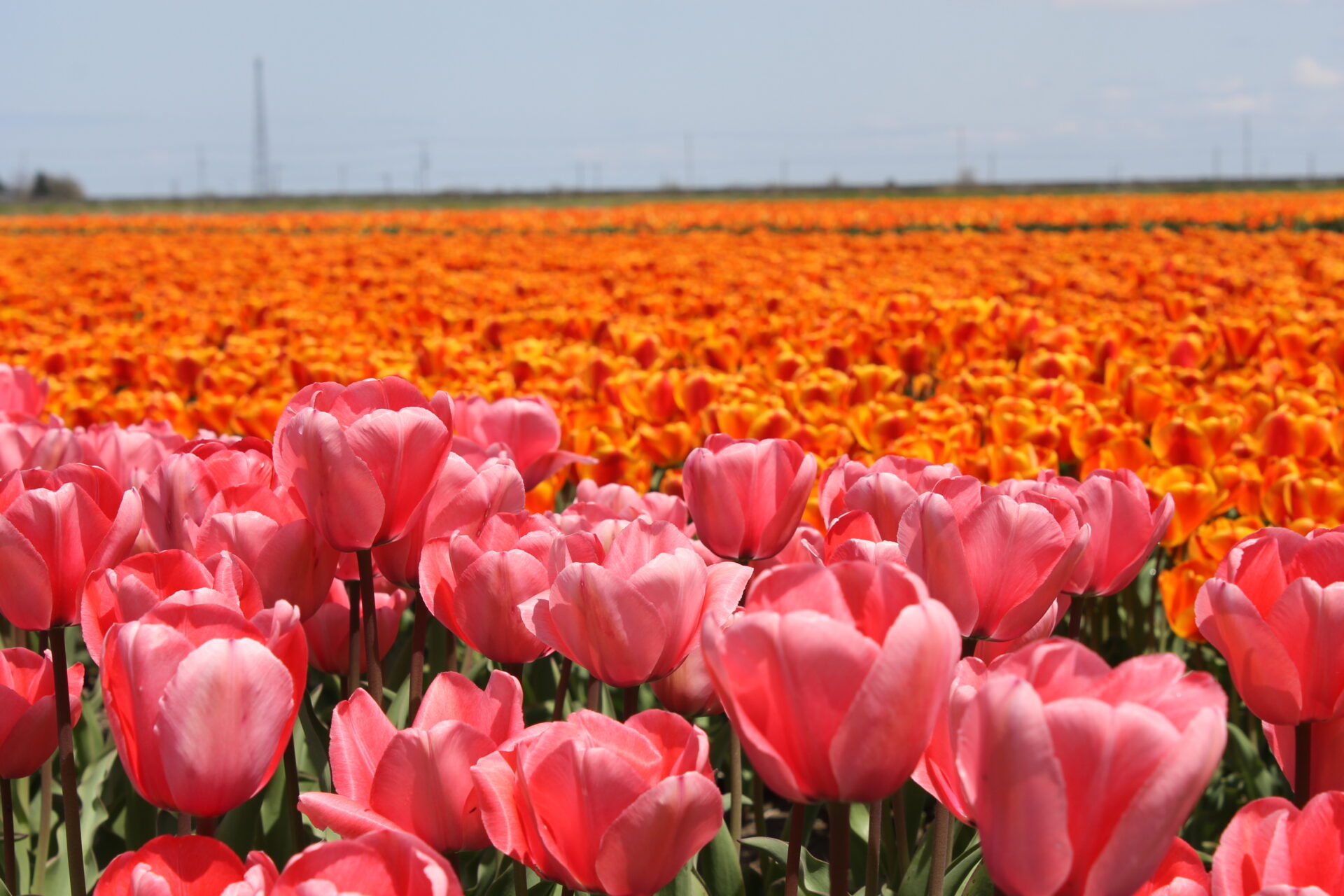 【第39回五泉市チューリップまつり】令和8年4月11日（土）～19日（日）207