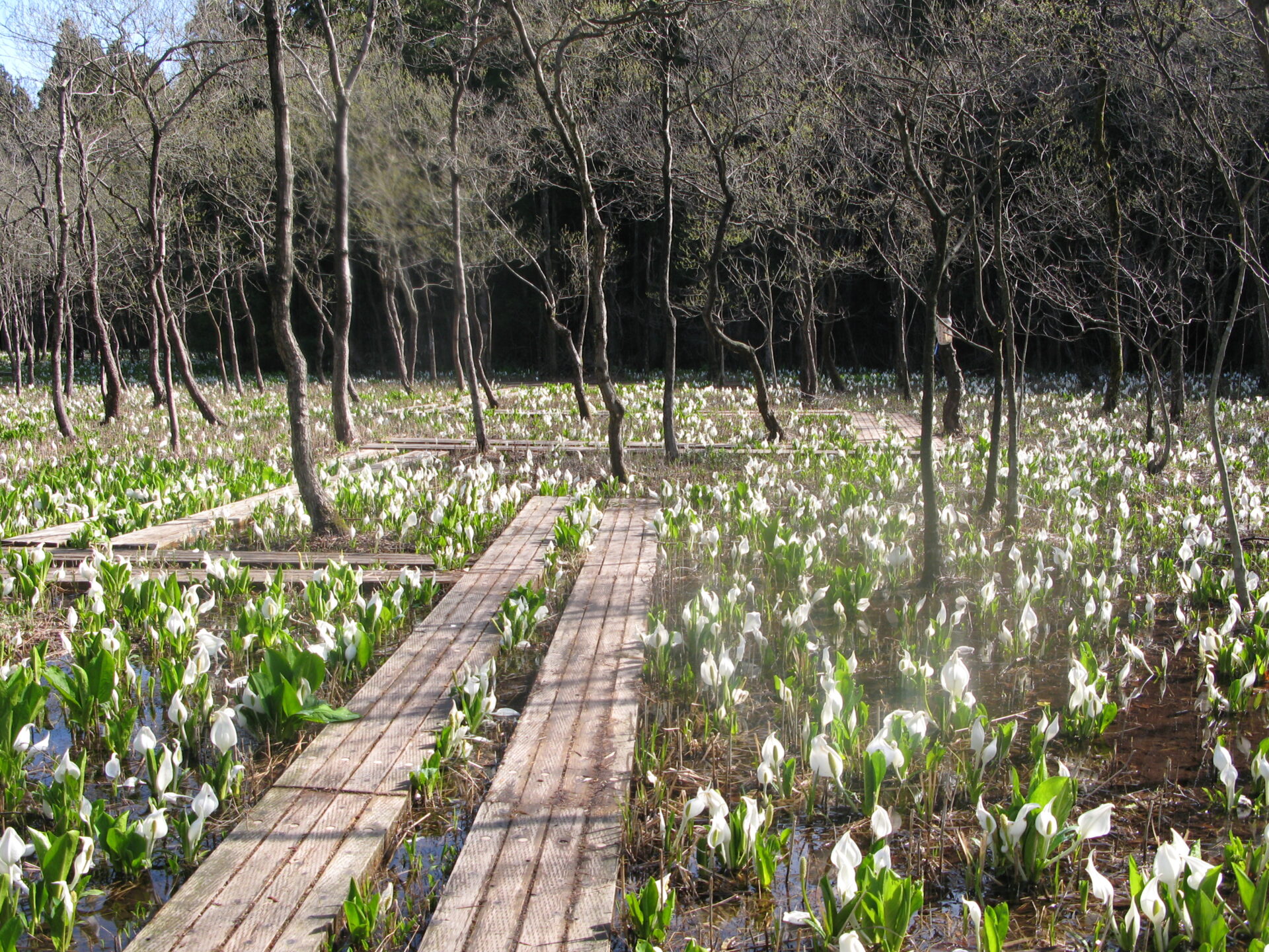 ふれあい自然の里 水芭蕉公園についてお知らせ