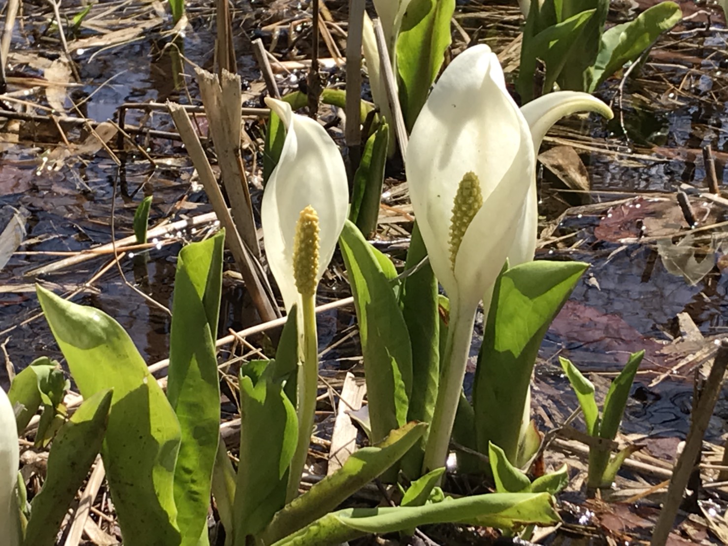 ふれあい自然の里 水芭蕉公園についてお知らせ