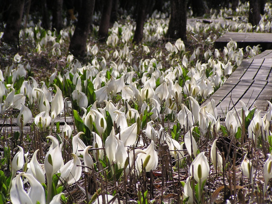 ふれあい自然の里 水芭蕉公園についてお知らせ