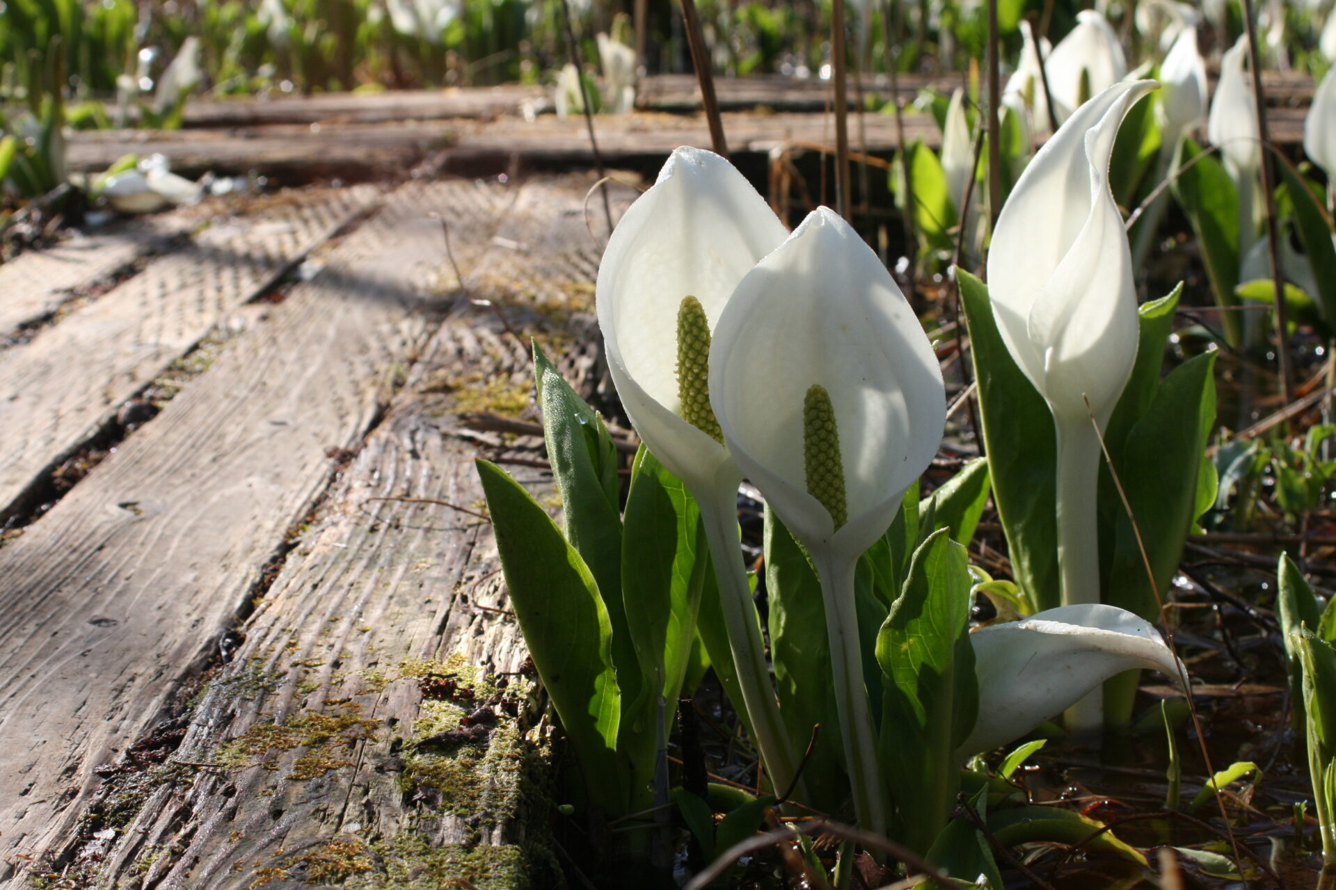 【ふれあい自然の里水芭蕉公園】131