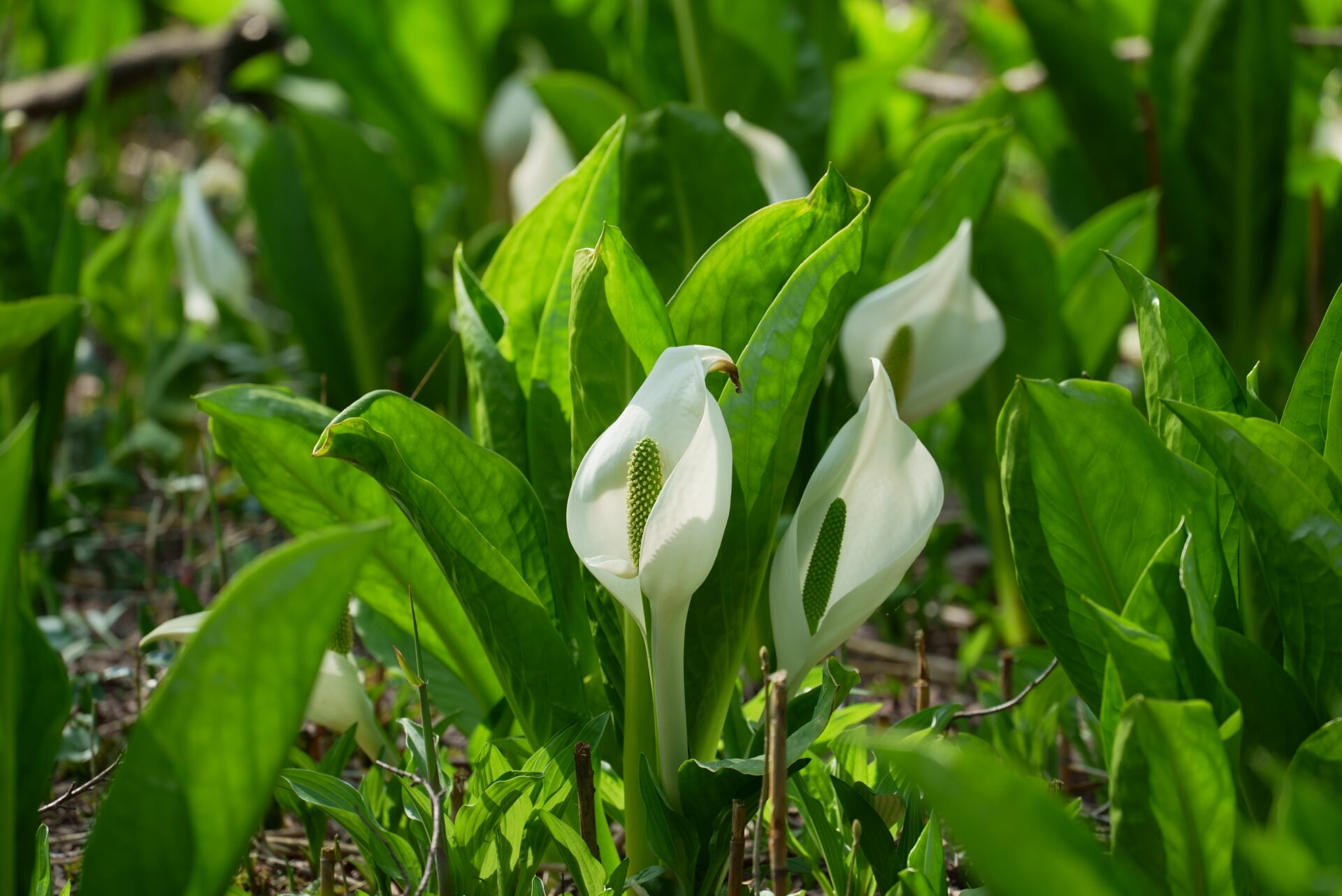 【ふれあい自然の里水芭蕉公園】132
