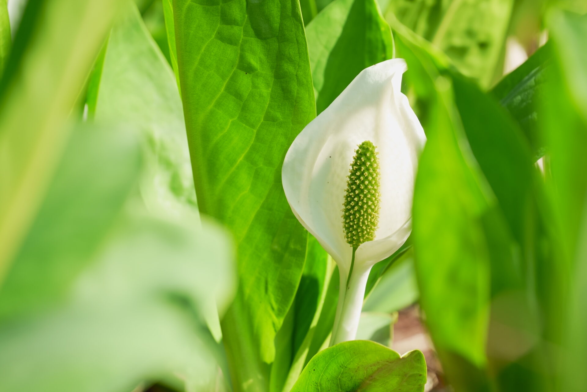 【ふれあい自然の里水芭蕉公園】133