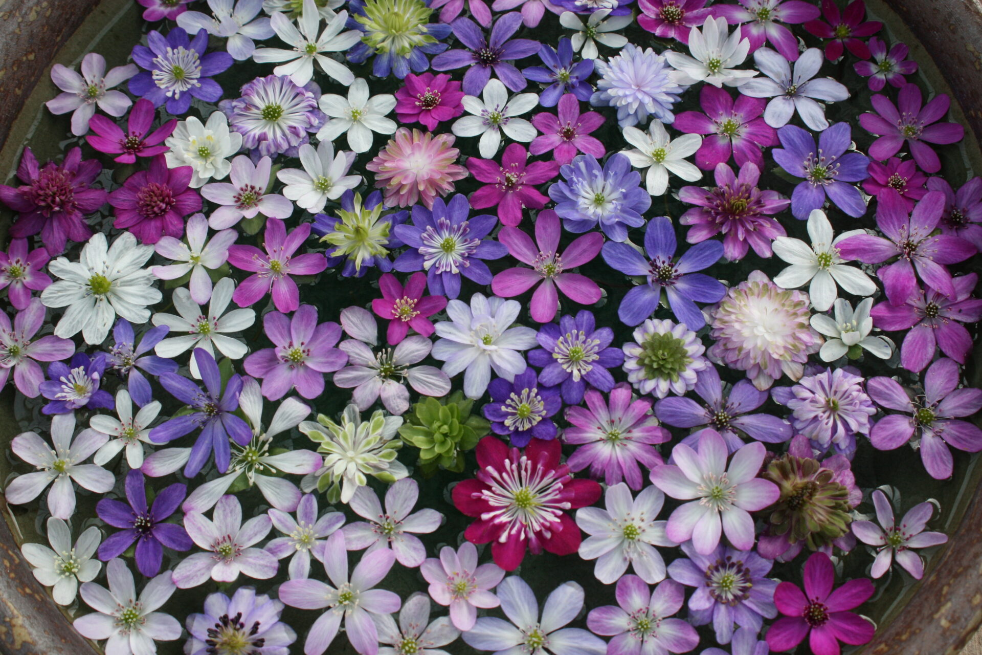 【村松雪割草の会】雪割草まつり 3月1日(日)~4月5日(日)