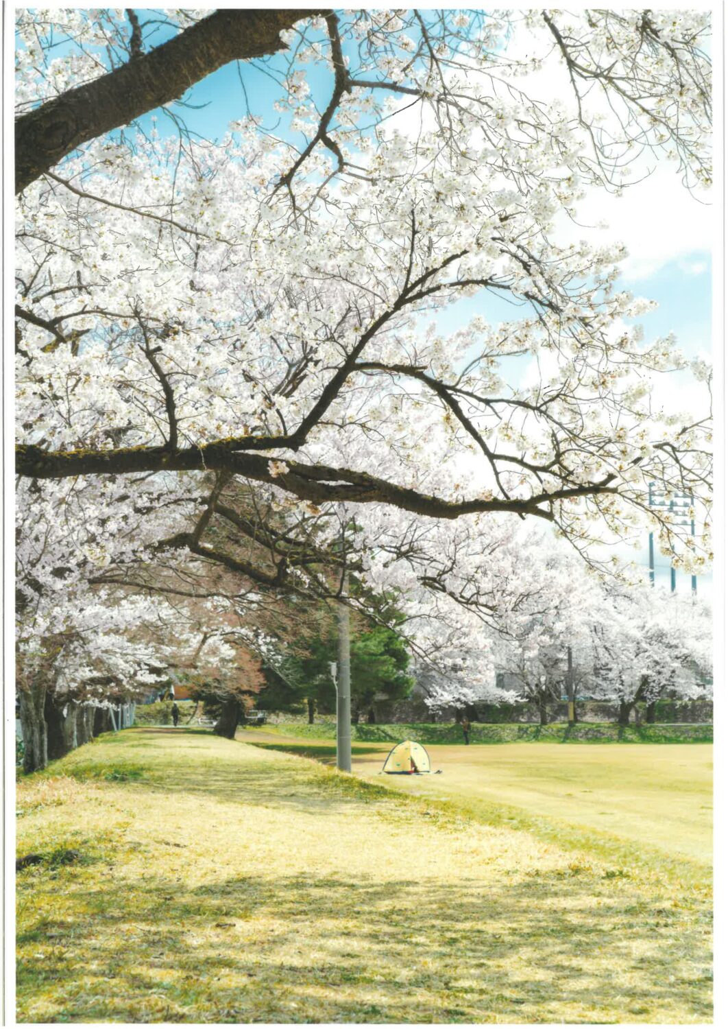 【2025 村松公園桜まつりフォトコンテスト&写真展】受賞作品決定!