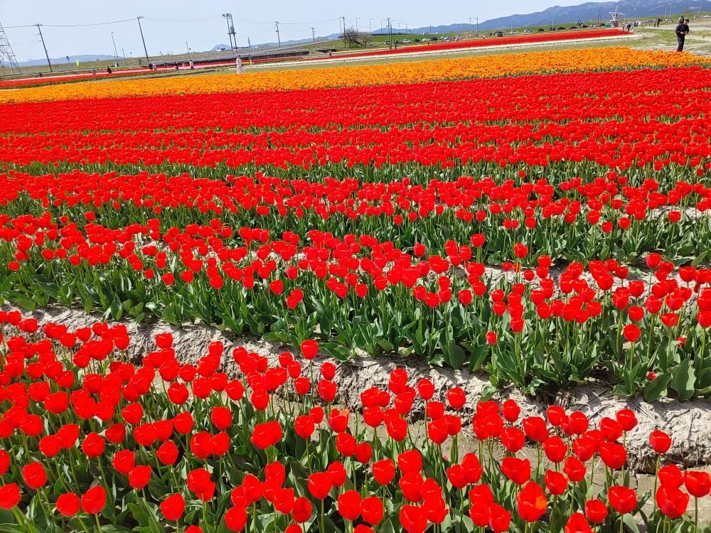 【第39回五泉市チューリップまつり】令和8年4月11日（土）～19日（日）203