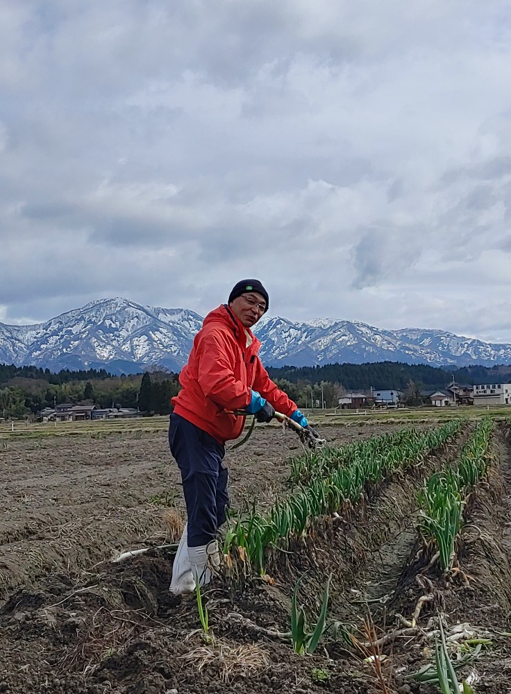 五泉のやわ肌ねぎ(長ネギ)って素晴らしい!