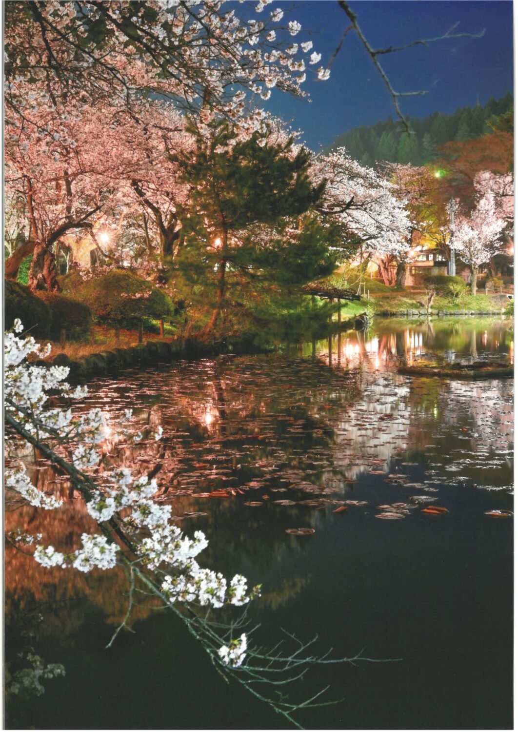 【2025 村松公園桜まつりフォトコンテスト&写真展】受賞作品決定!