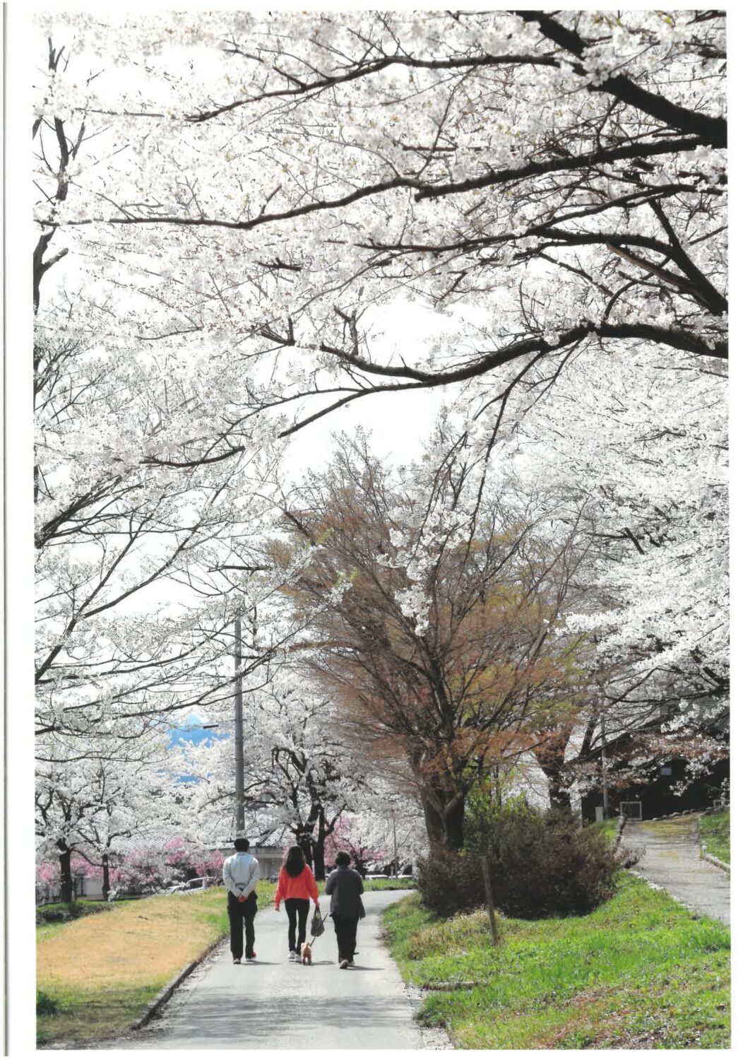 【2025 村松公園桜まつりフォトコンテスト&写真展】受賞作品決定!
