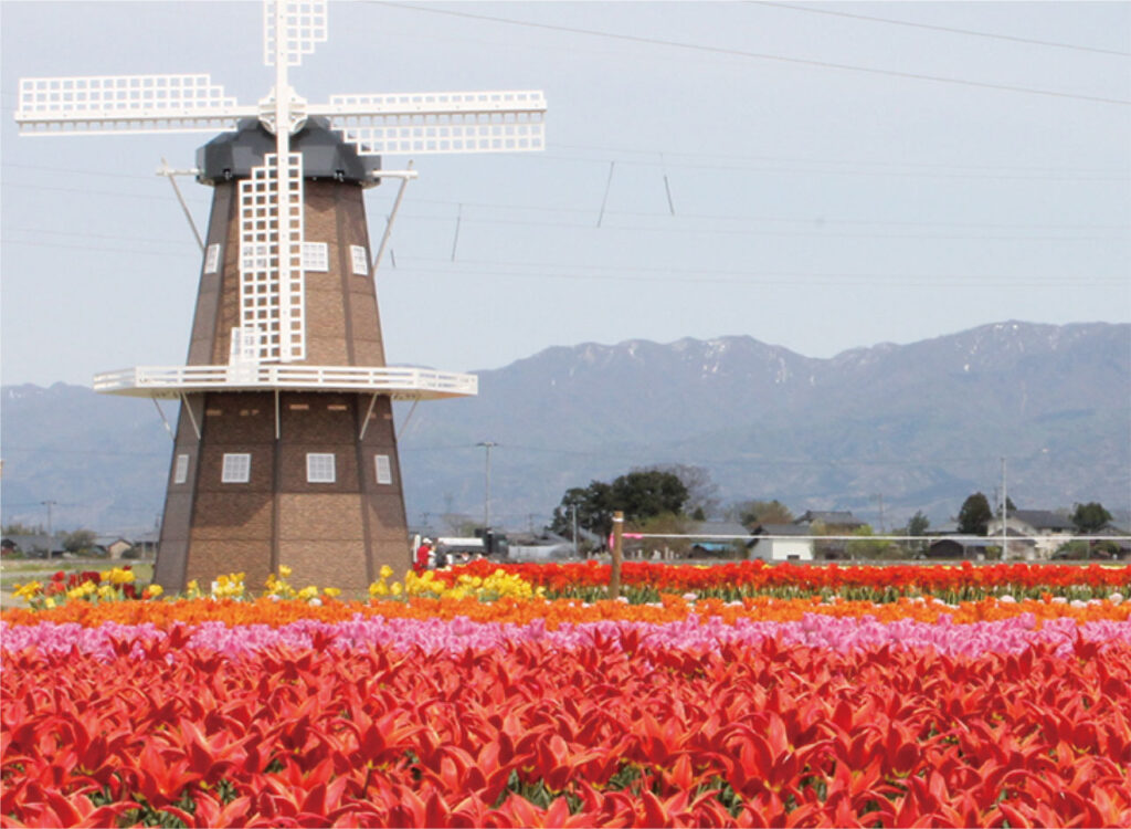 【第39回五泉市チューリップまつり】令和8年4月11日（土）～19日（日）201