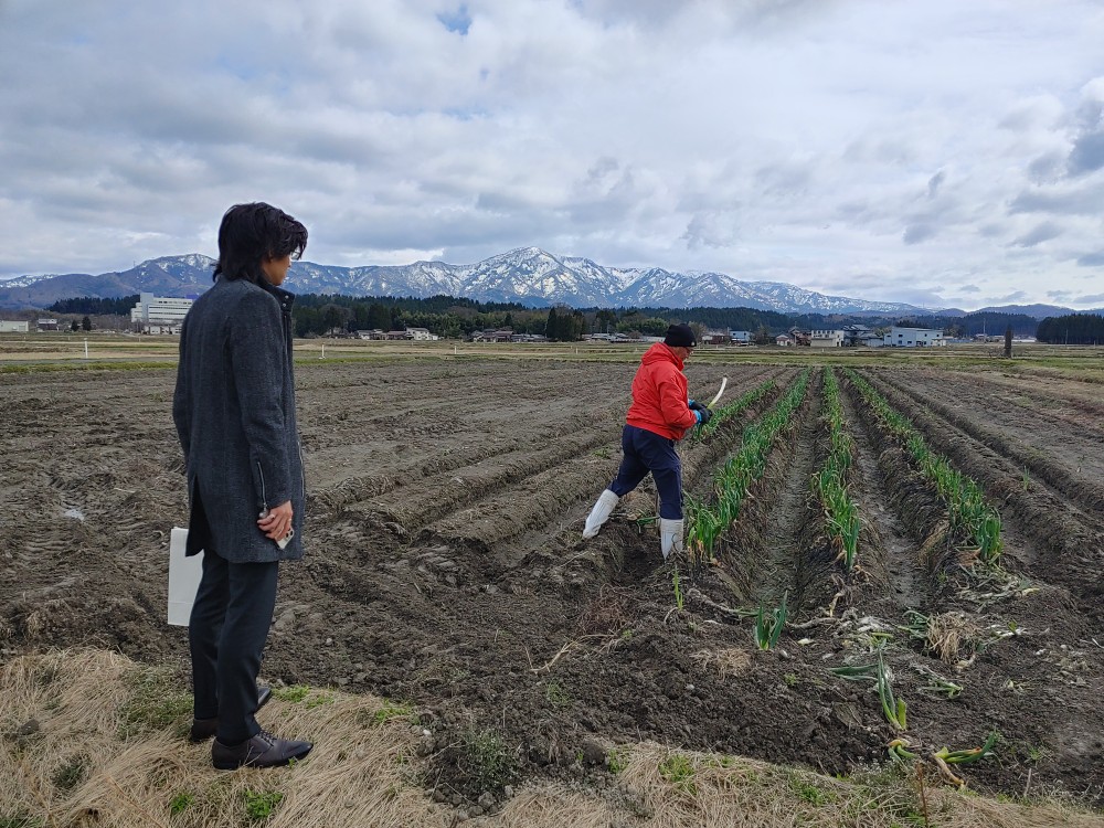 五泉のやわ肌ねぎ(長ネギ)って素晴らしい!