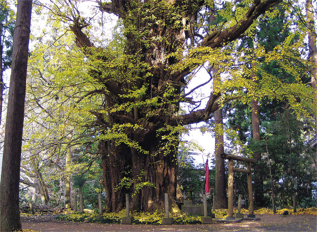 【イチョウやモミジが美しく輝く五泉の秋】紅葉情報はこちらから☆