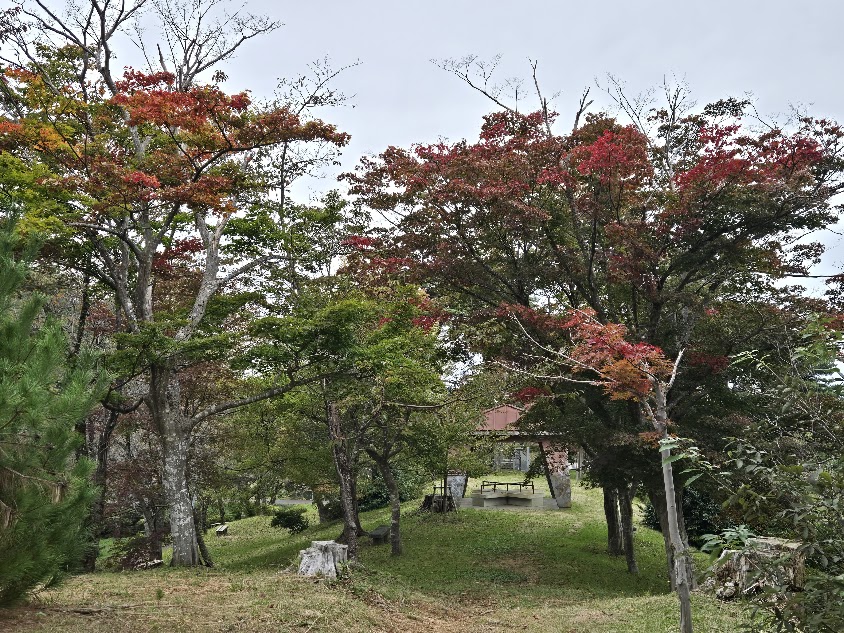 【イチョウやモミジが美しく輝く五泉の秋】紅葉情報はこちらから☆155