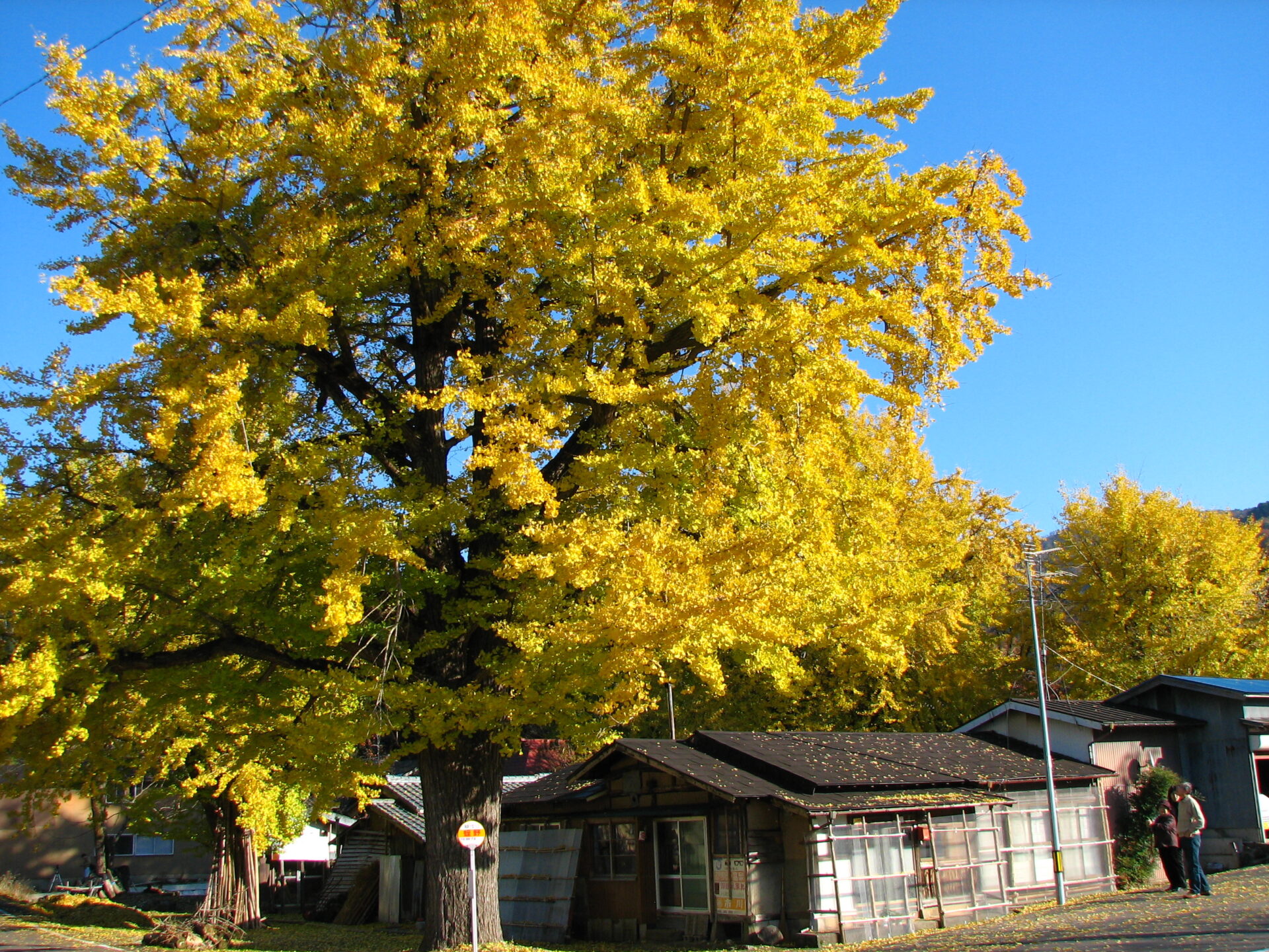 【イチョウやモミジが美しく輝く五泉の秋】紅葉情報はこちらから☆
