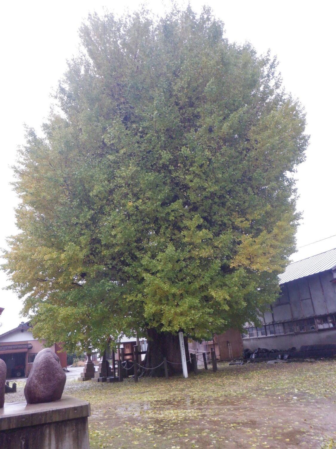 【イチョウやモミジが美しく輝く五泉の秋】紅葉情報はこちらから☆274