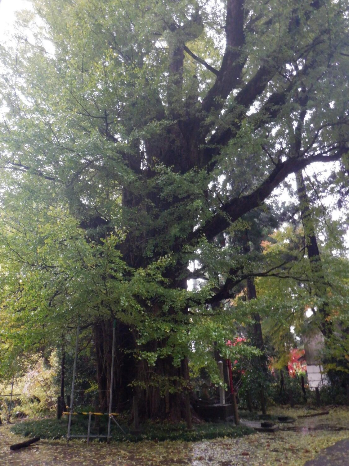 【イチョウやモミジが美しく輝く五泉の秋】紅葉情報はこちらから☆275