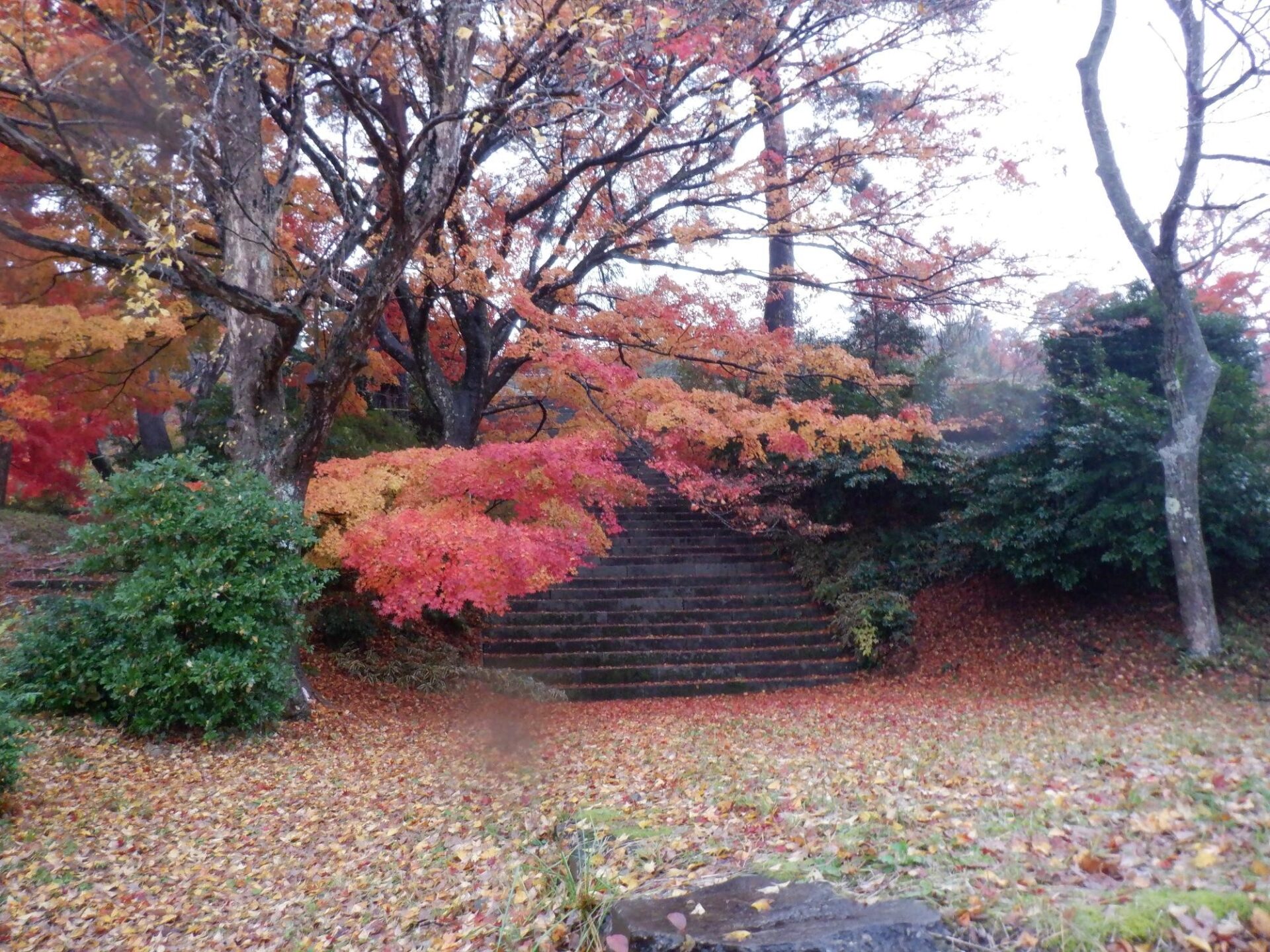 【イチョウやモミジが美しく輝く五泉の秋】紅葉情報はこちらから☆272