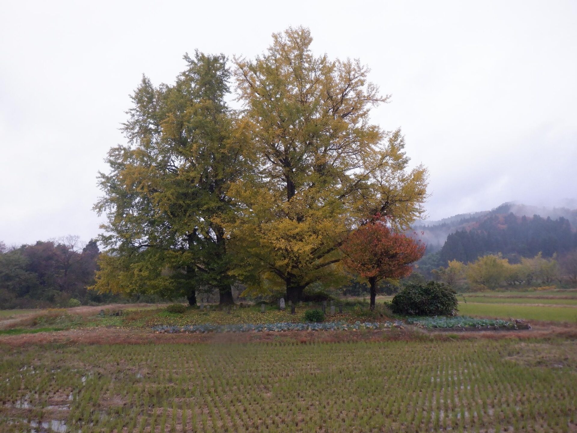 【イチョウやモミジが美しく輝く五泉の秋】紅葉情報はこちらから☆273