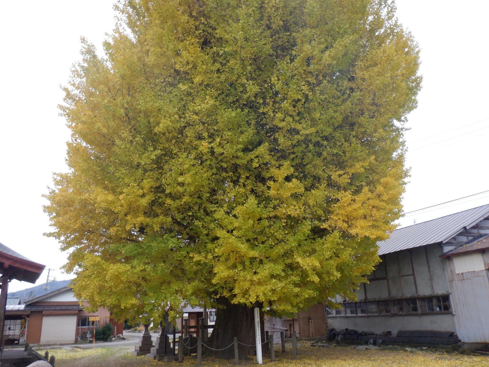 【イチョウやモミジが美しく輝く五泉の秋】紅葉情報はこちらから☆294