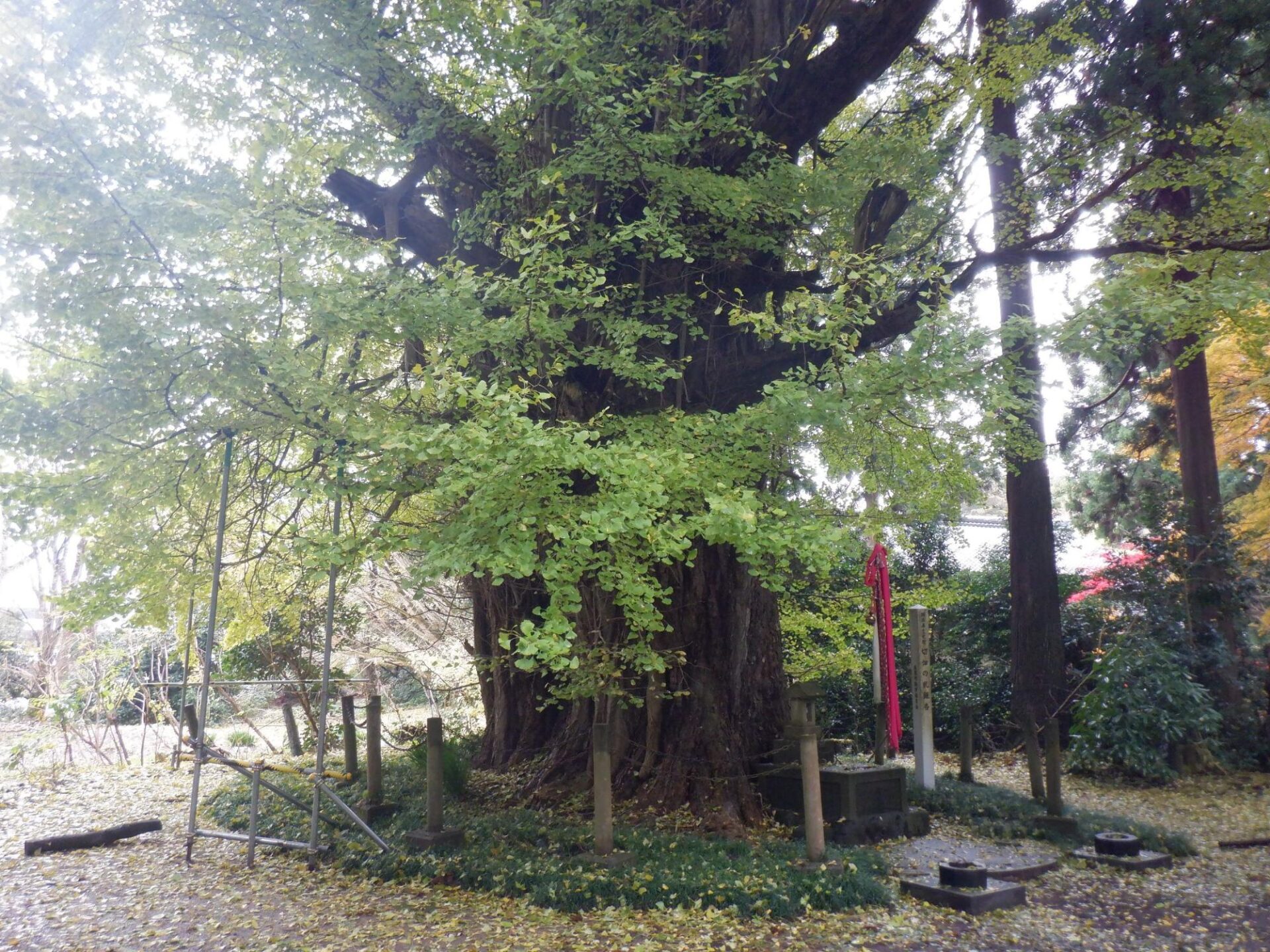 【イチョウやモミジが美しく輝く五泉の秋】紅葉情報はこちらから☆295