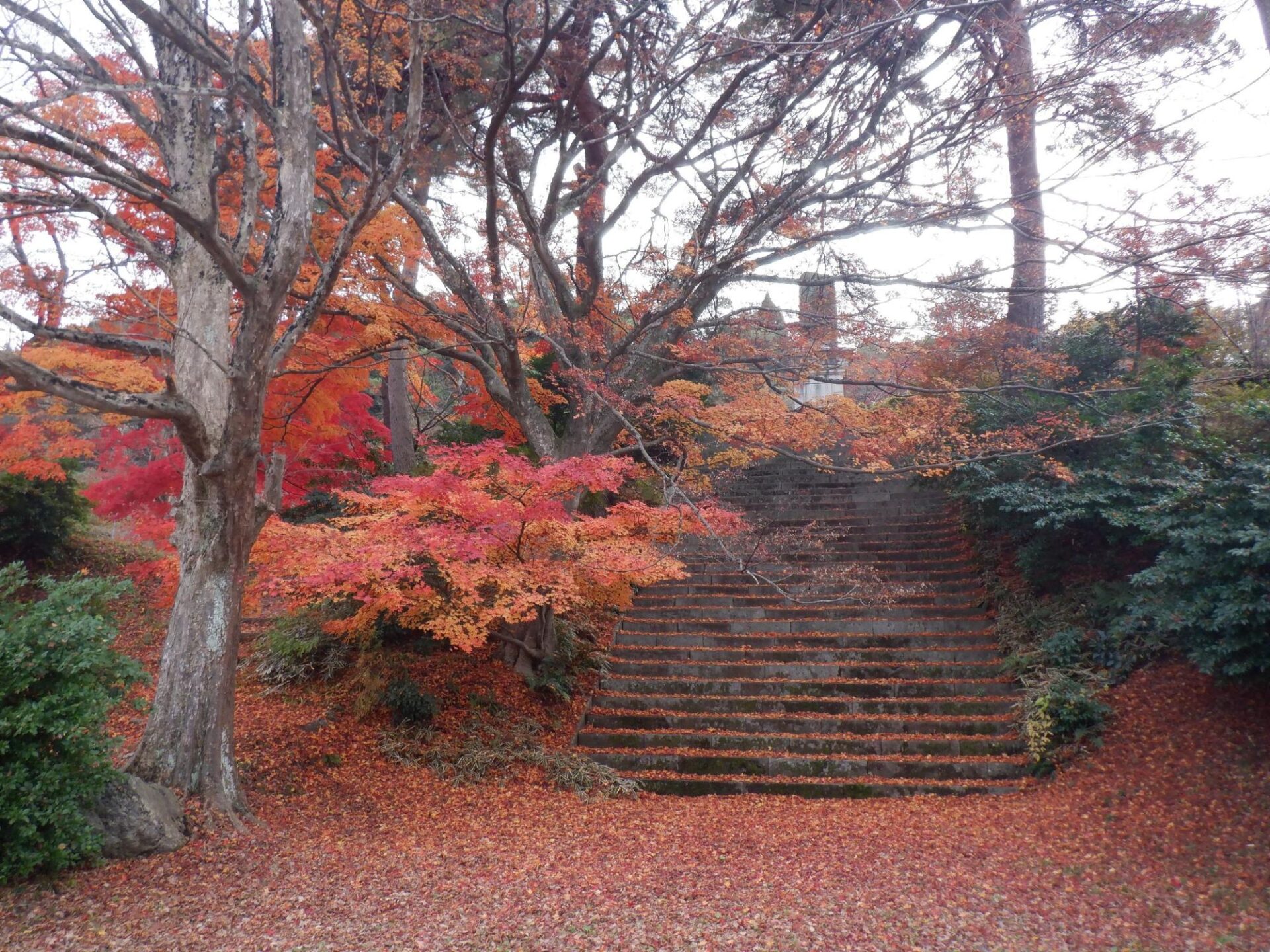 【イチョウやモミジが美しく輝く五泉の秋】紅葉情報はこちらから☆292