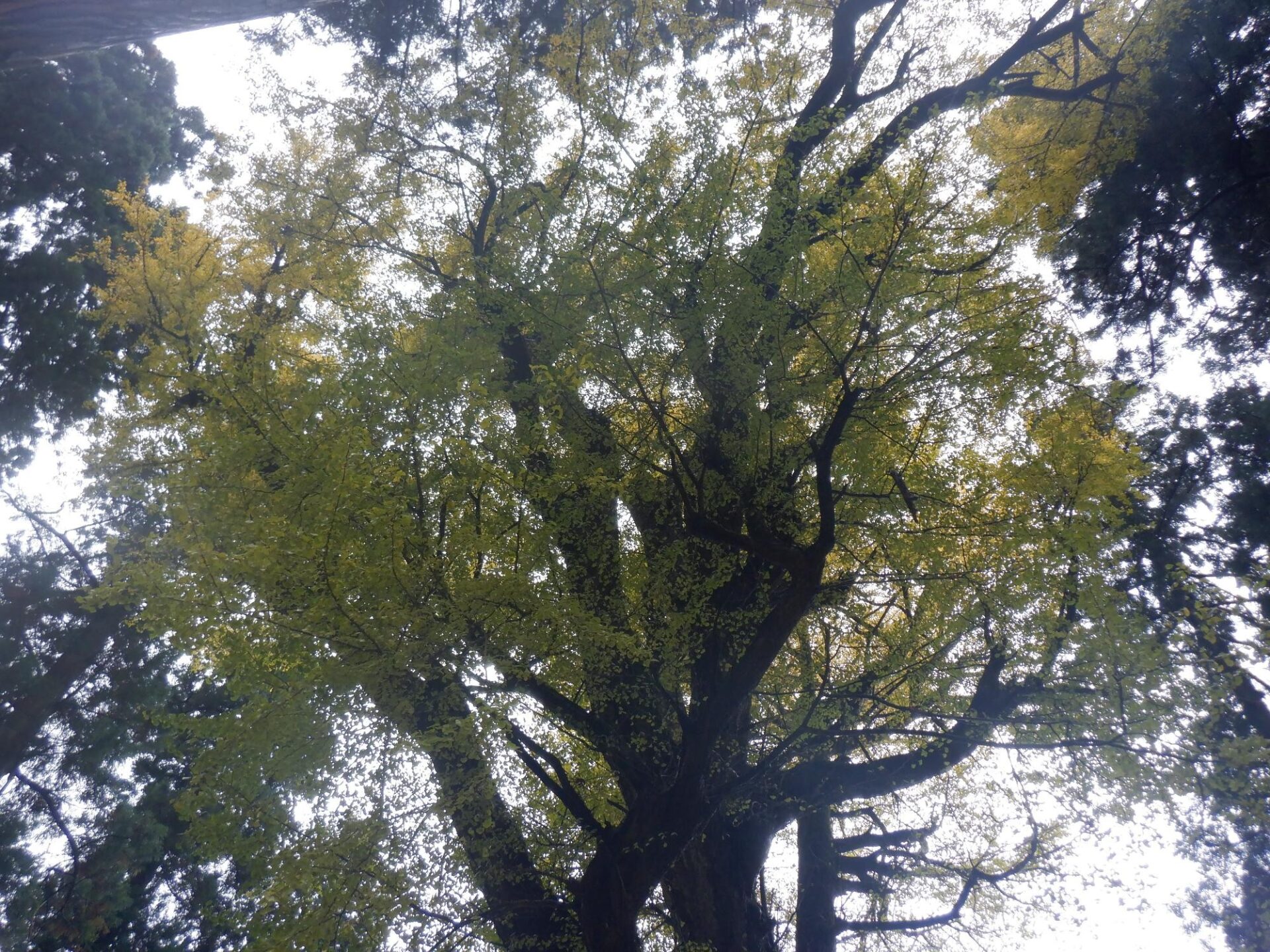 【イチョウやモミジが美しく輝く五泉の秋】紅葉情報はこちらから☆313