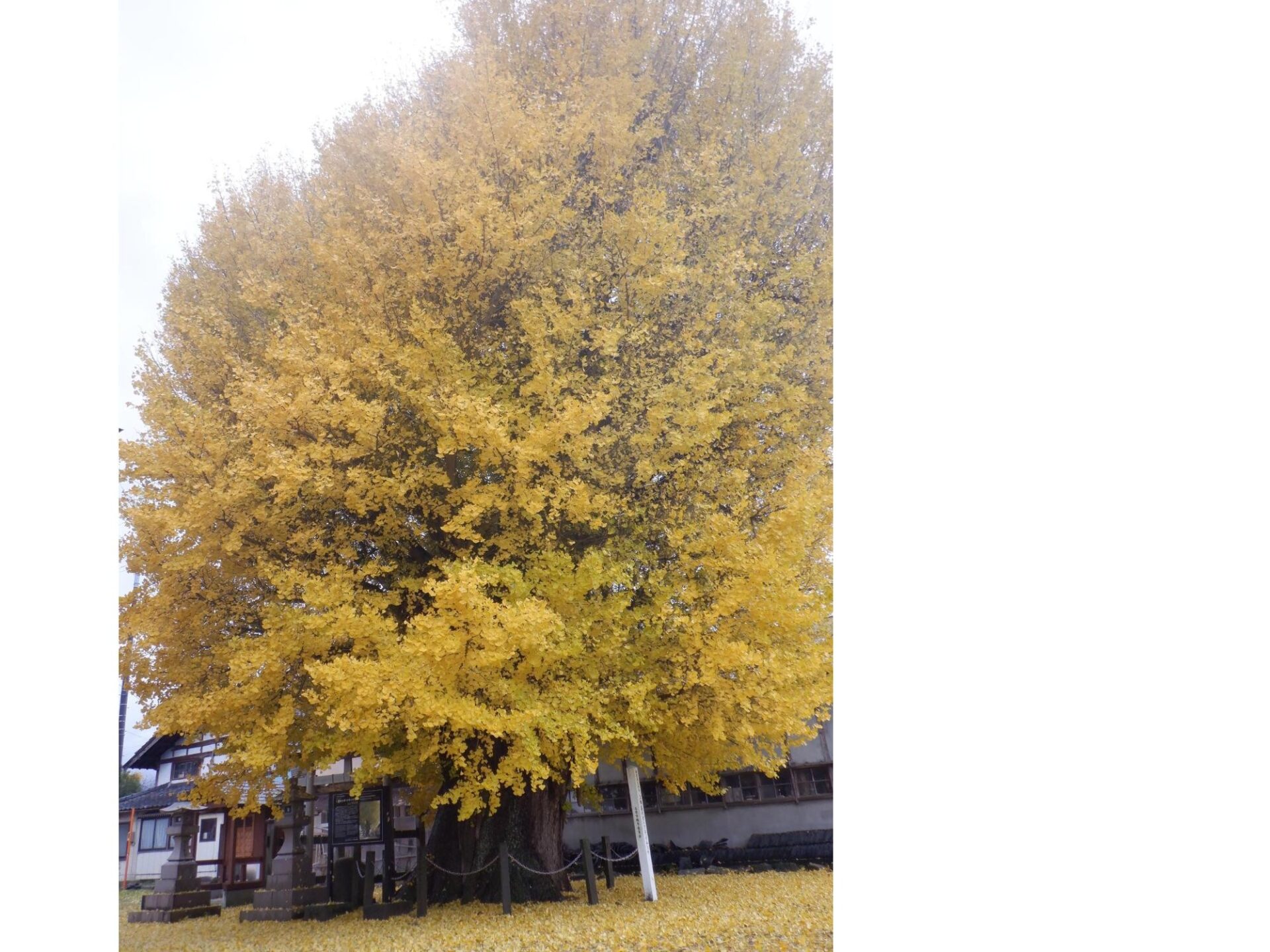 【イチョウやモミジが美しく輝く五泉の秋】紅葉情報はこちらから☆312