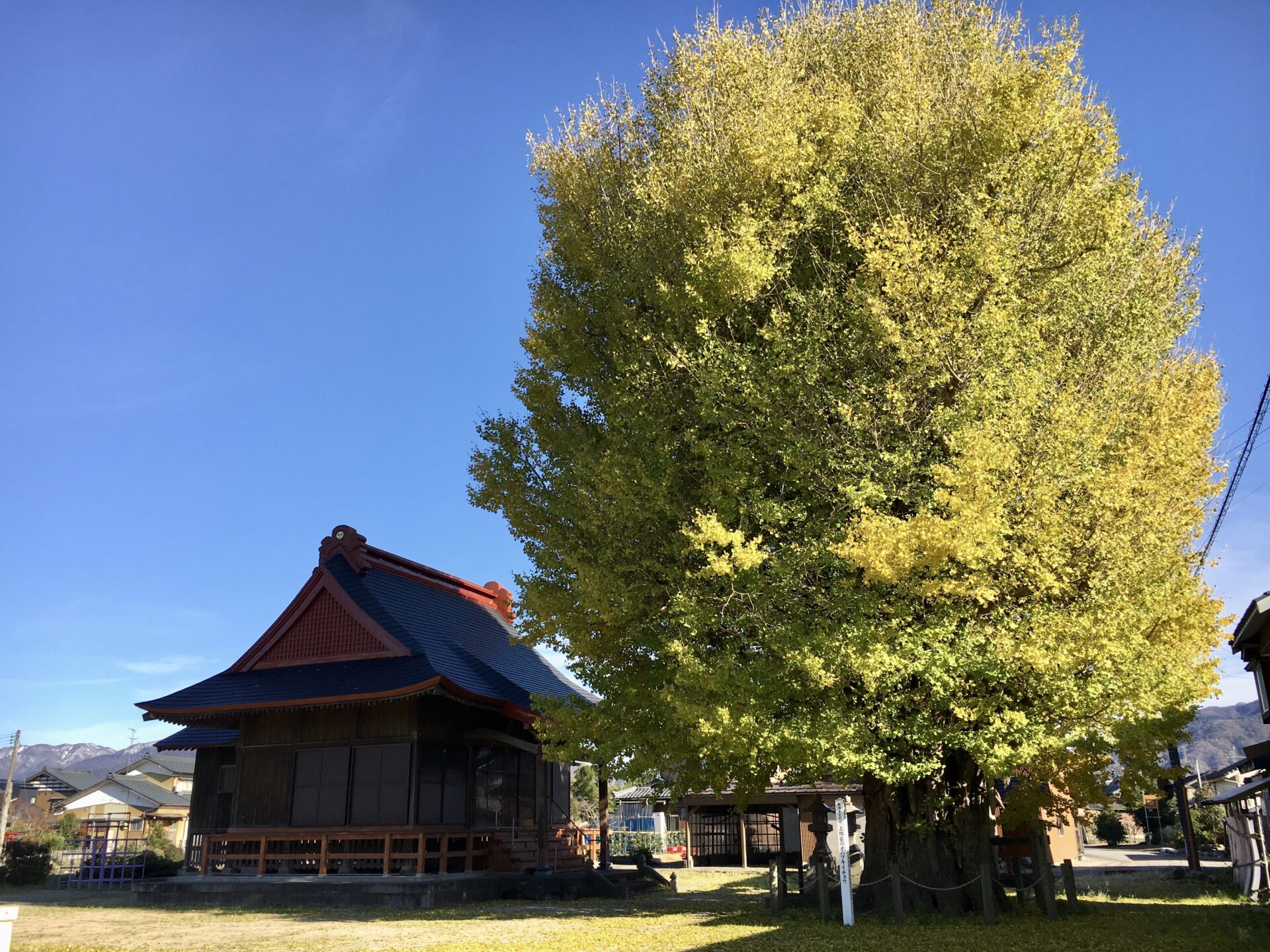【イチョウやモミジが美しく輝く五泉の秋】紅葉情報はこちらから☆