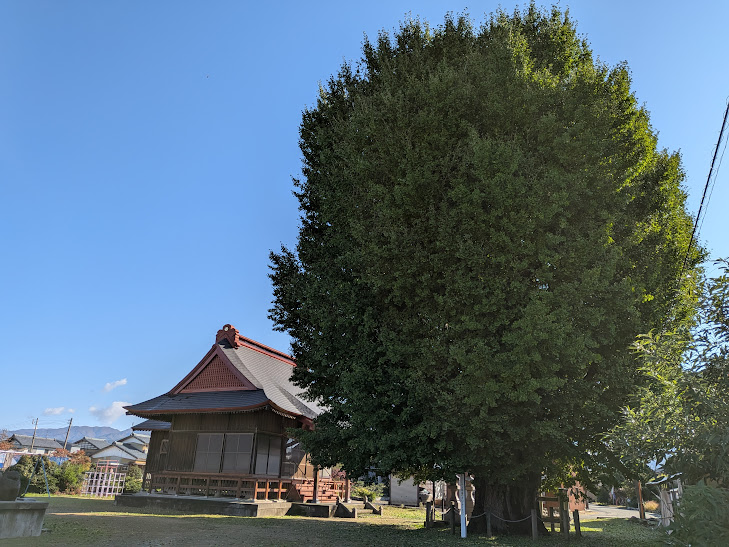 【イチョウやモミジが美しく輝く五泉の秋】紅葉情報はこちらから☆178