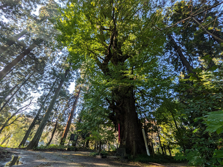 【イチョウやモミジが美しく輝く五泉の秋】紅葉情報はこちらから☆179