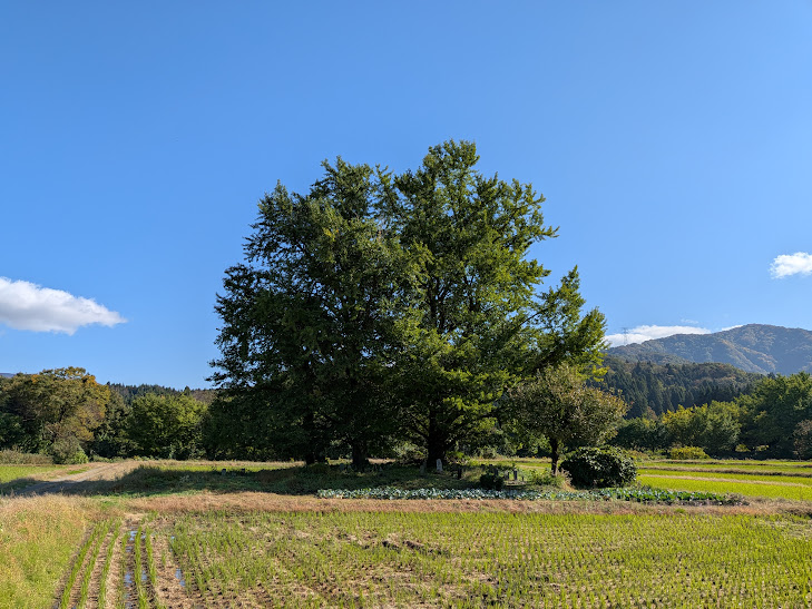 【イチョウやモミジが美しく輝く五泉の秋】紅葉情報はこちらから☆176