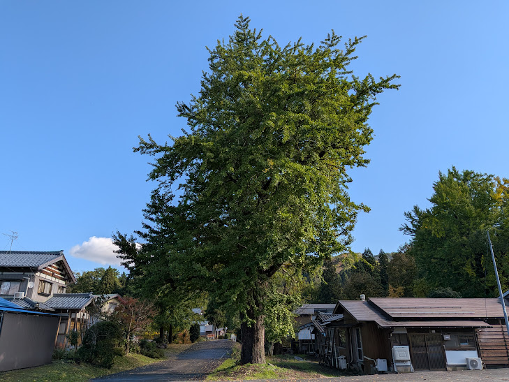 【イチョウやモミジが美しく輝く五泉の秋】紅葉情報はこちらから☆177