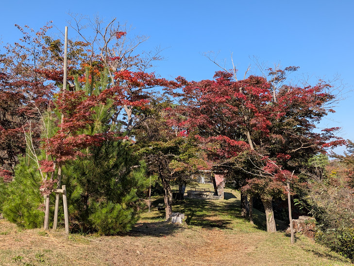 【イチョウやモミジが美しく輝く五泉の秋】紅葉情報はこちらから☆174