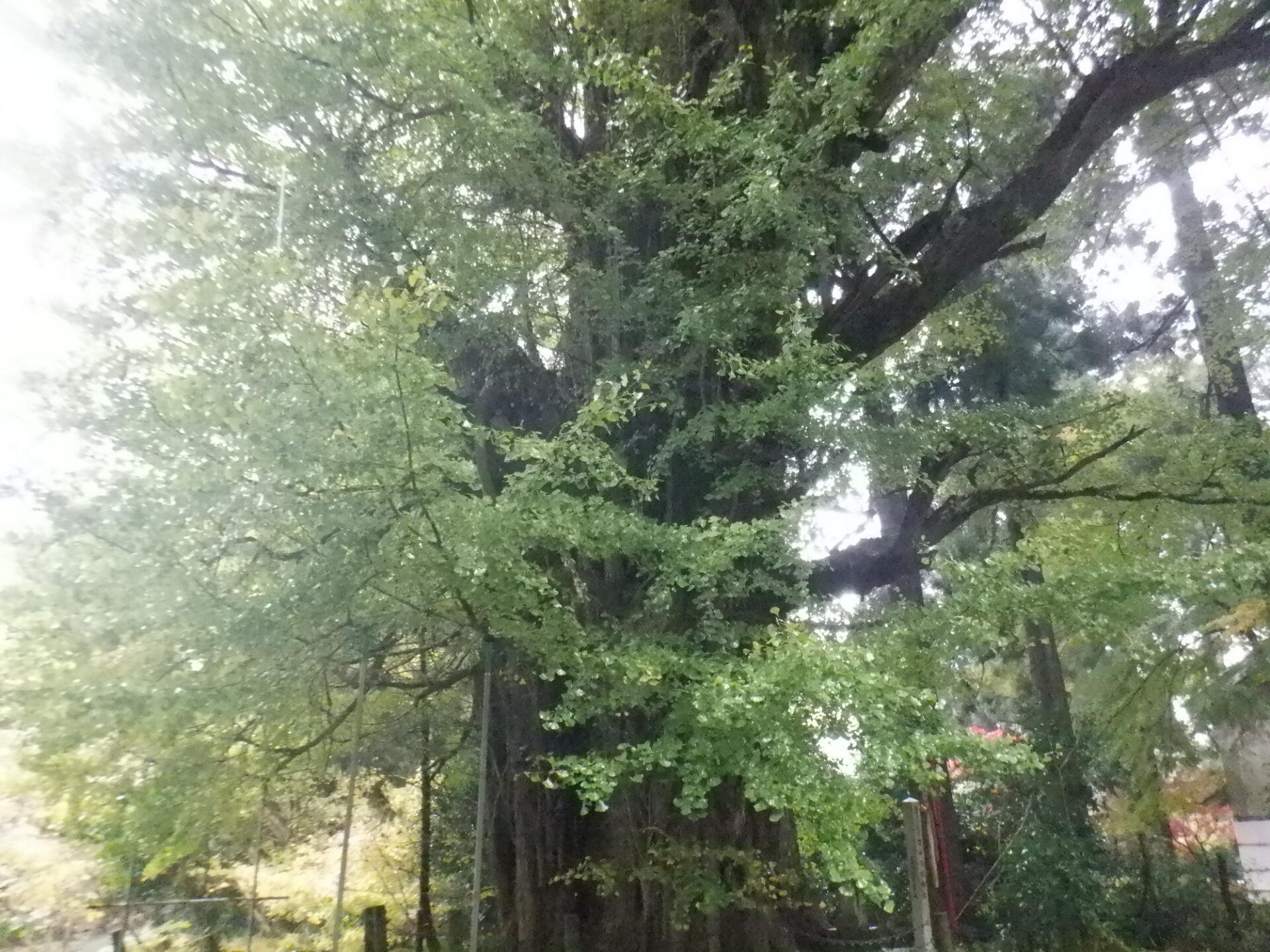 【イチョウやモミジが美しく輝く五泉の秋】紅葉情報はこちらから☆255