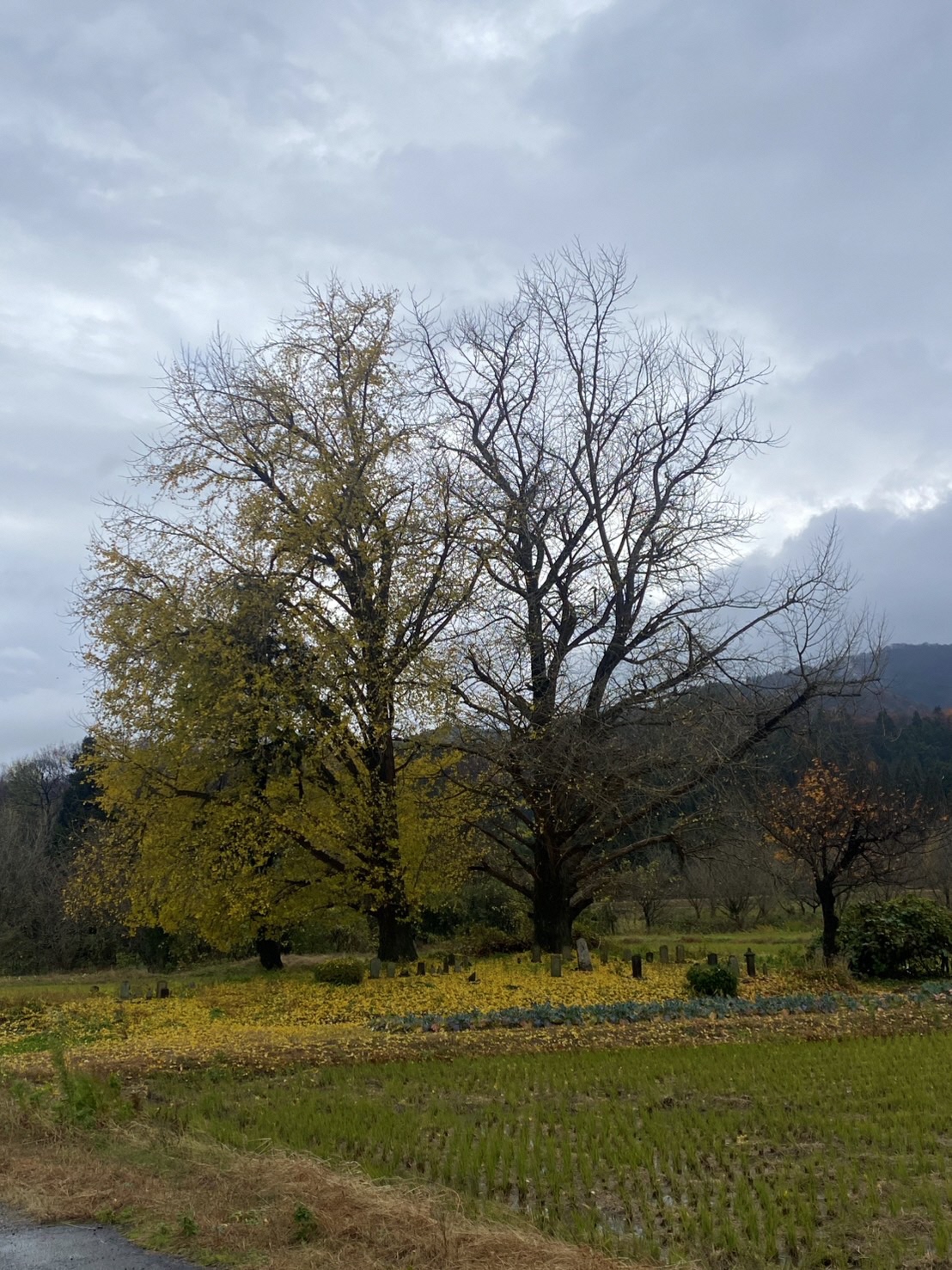 【イチョウやモミジが美しく輝く五泉の秋】紅葉情報はこちらから☆311