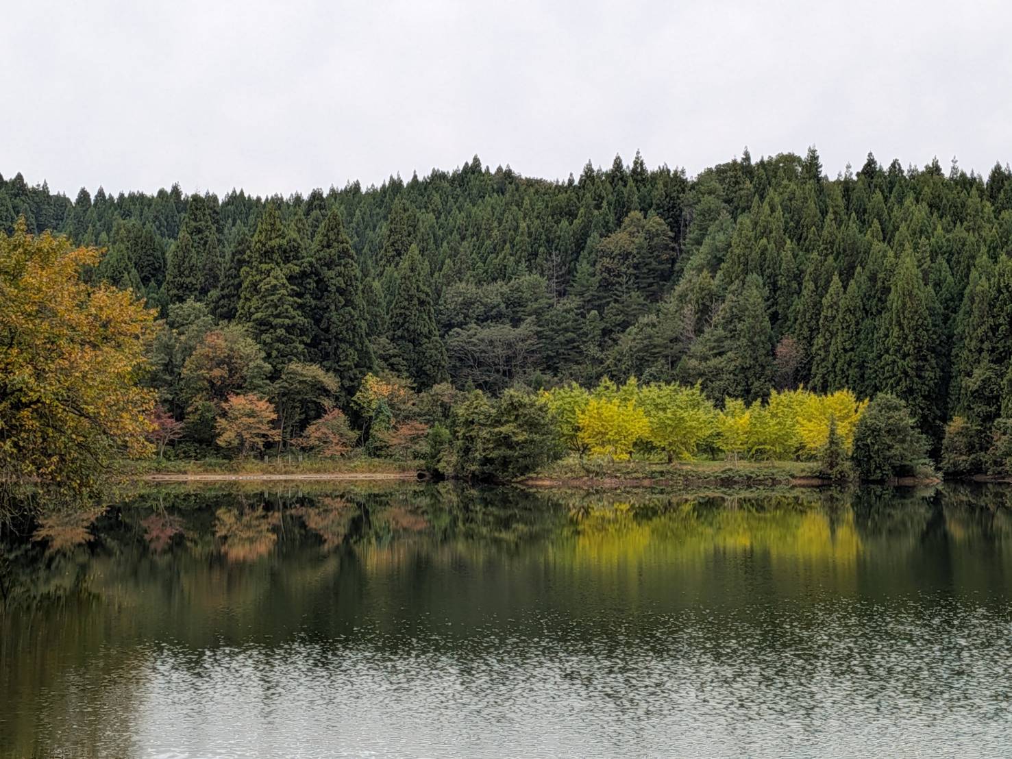 【イチョウやモミジが美しく輝く五泉の秋】紅葉情報はこちらから☆159
