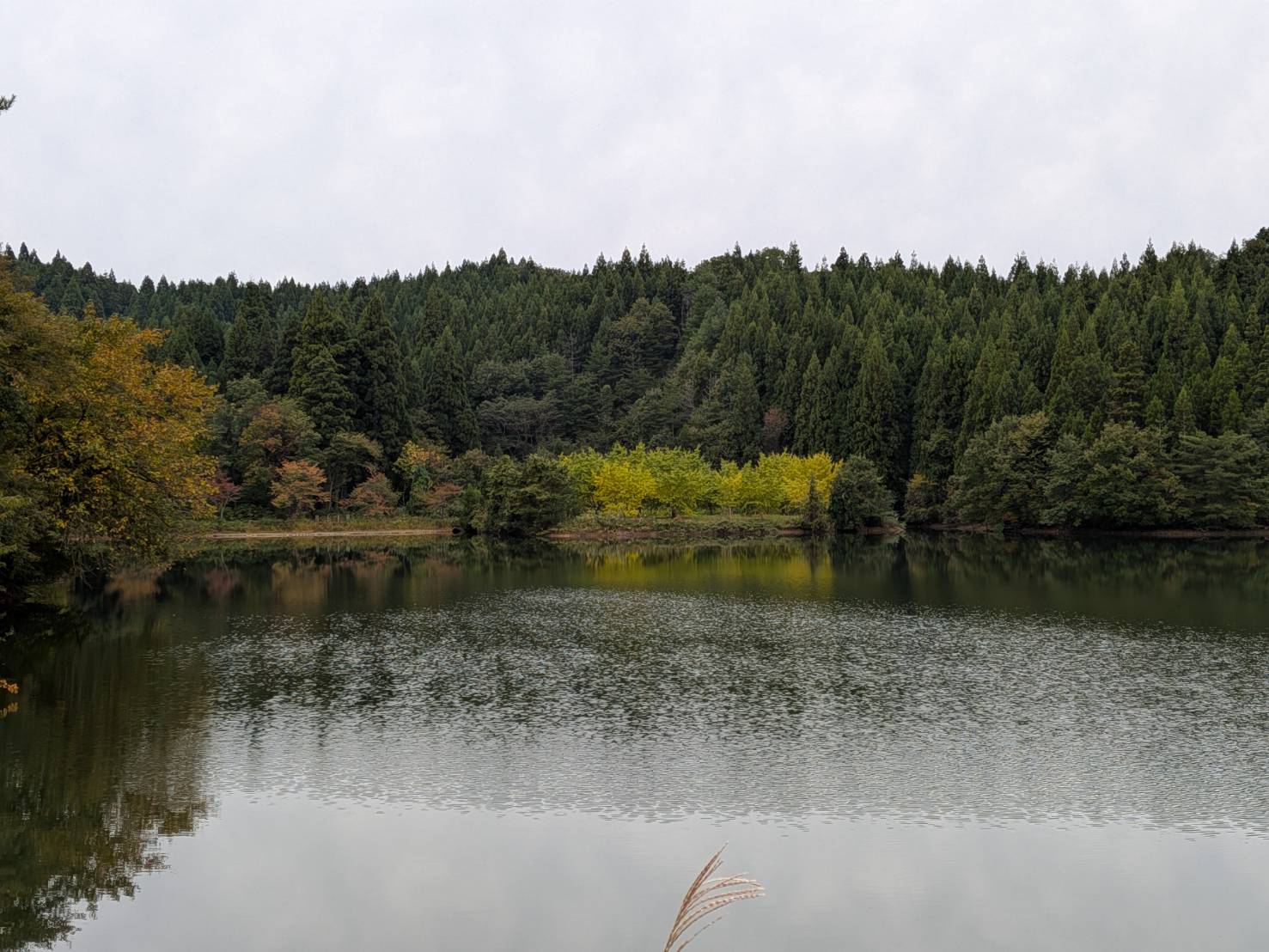 【イチョウやモミジが美しく輝く五泉の秋】紅葉情報はこちらから☆1510