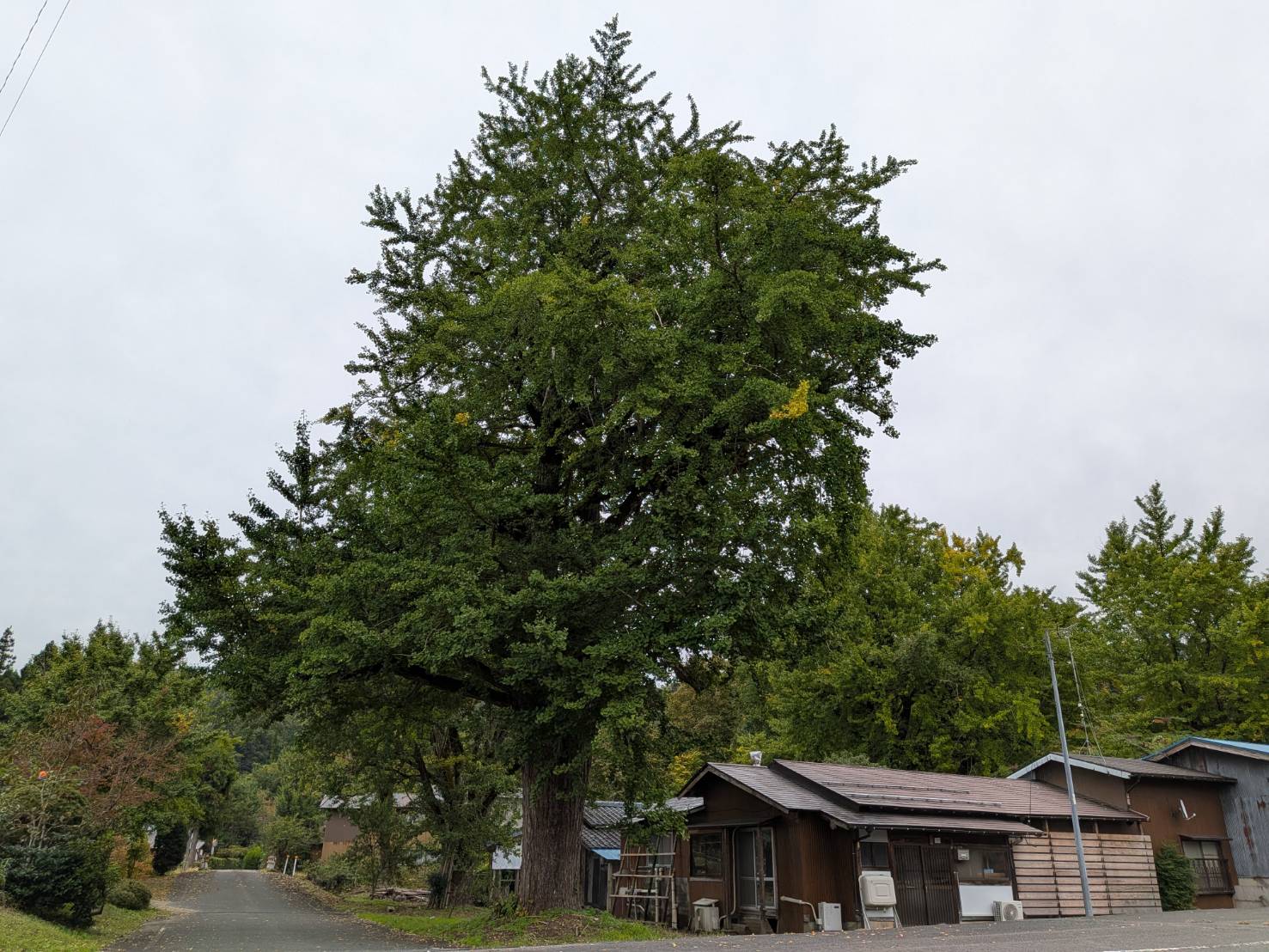 【イチョウやモミジが美しく輝く五泉の秋】紅葉情報はこちらから☆158