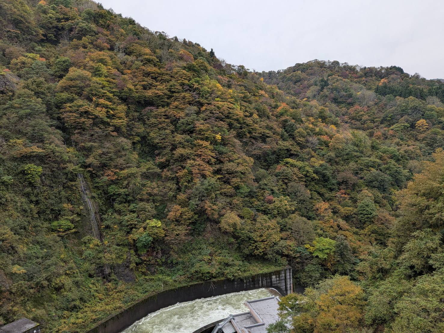 【イチョウやモミジが美しく輝く五泉の秋】紅葉情報はこちらから☆152