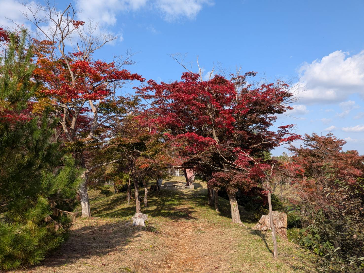 【イチョウやモミジが美しく輝く五泉の秋】紅葉情報はこちらから☆194