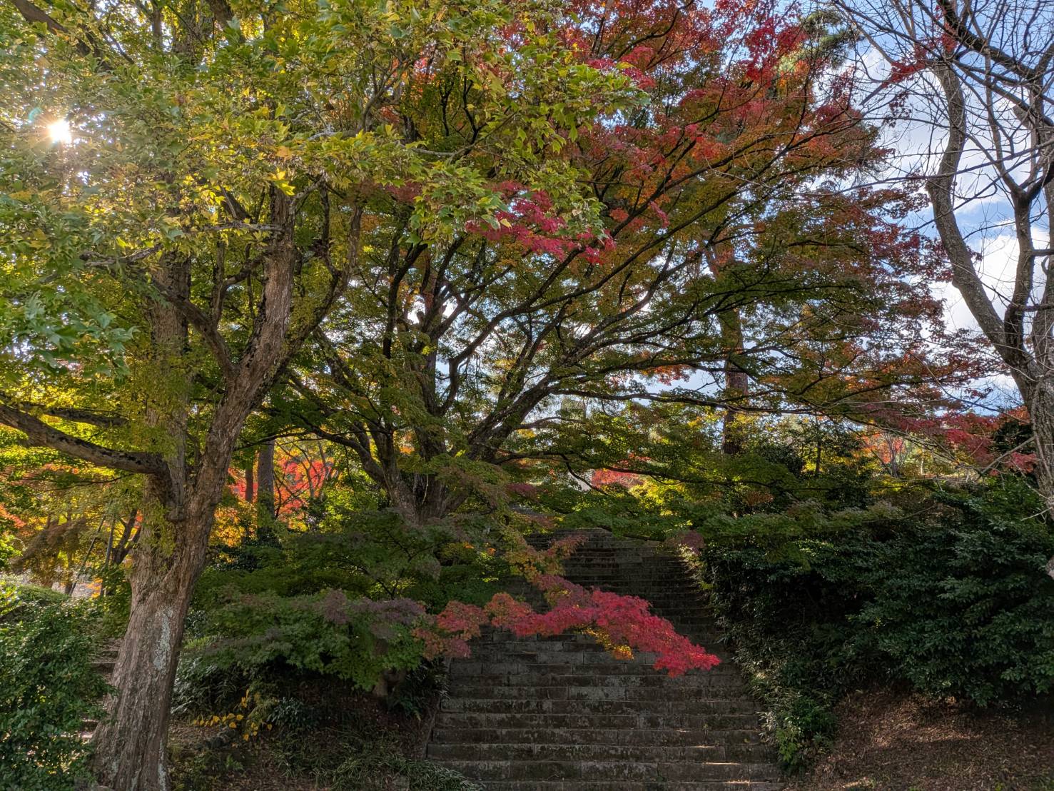 【イチョウやモミジが美しく輝く五泉の秋】紅葉情報はこちらから☆195