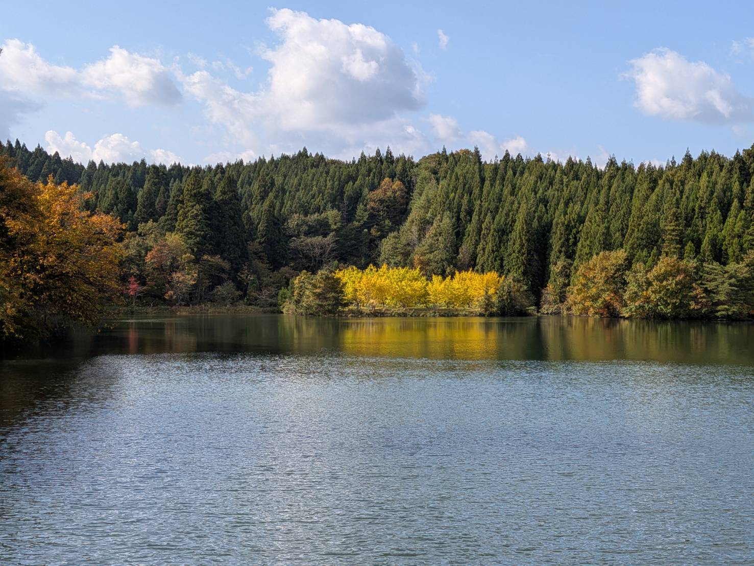 【イチョウやモミジが美しく輝く五泉の秋】紅葉情報はこちらから☆1910